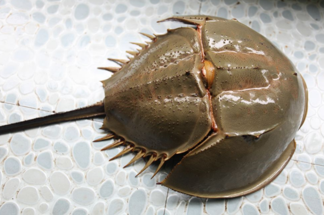 这种动物存在了几亿年蓝色血液比黄金都贵差点被人类吃到灭绝