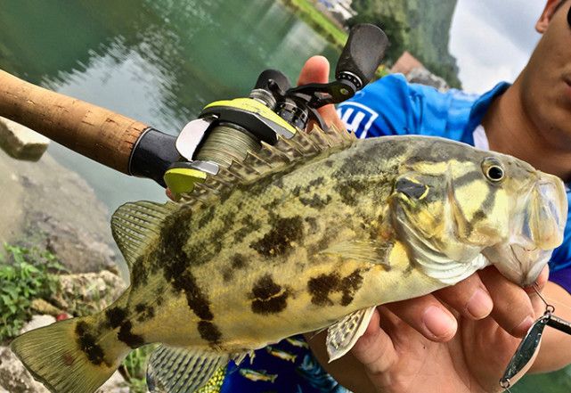 徽州臭鳜鱼真的很臭吗?