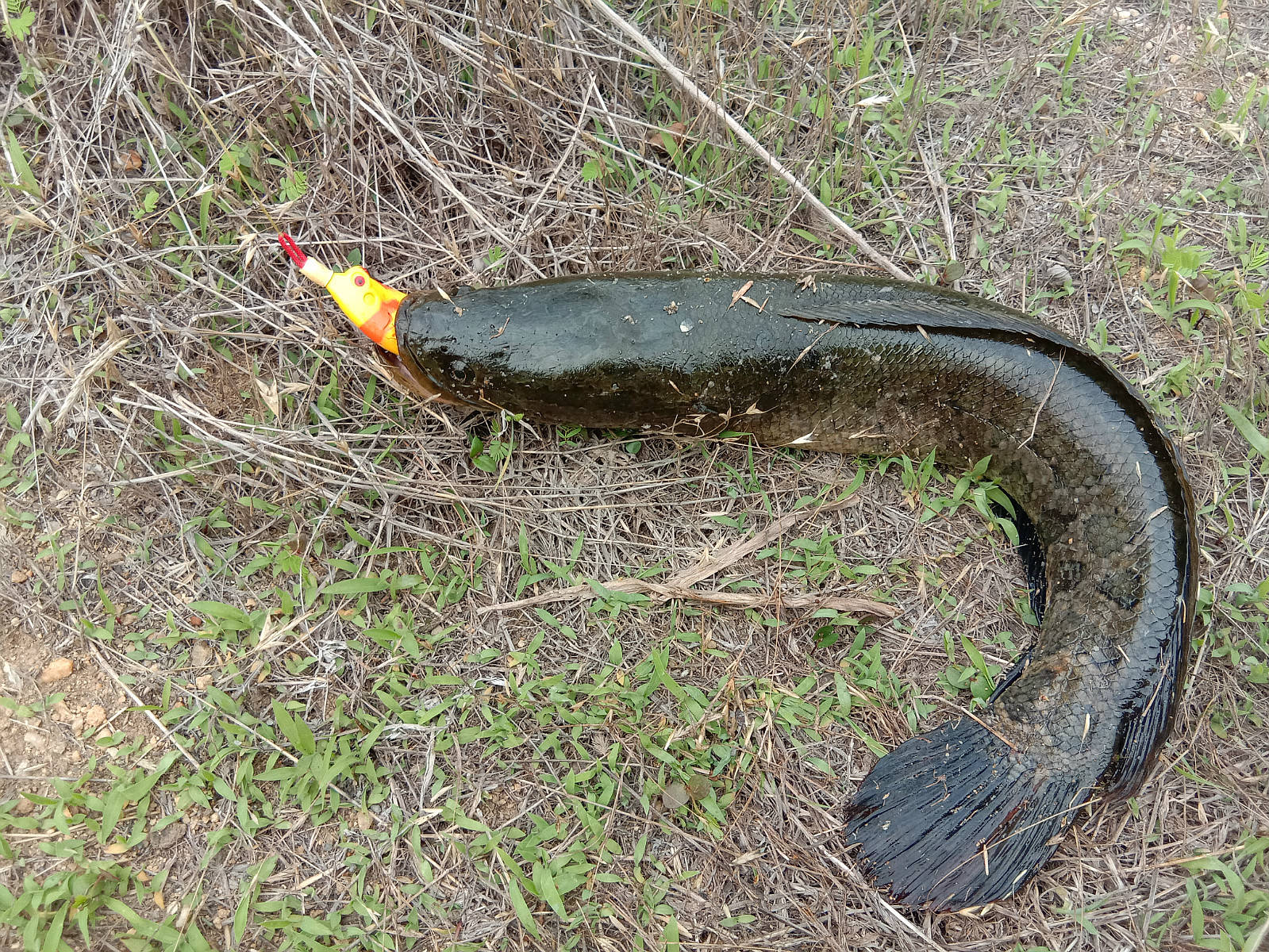 路亚打黑黑鱼只追饵不咬钩该咋办