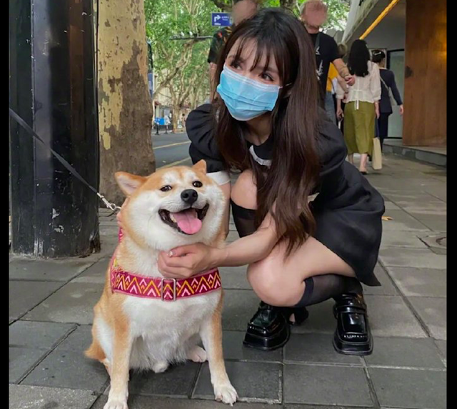 小姐姐和路上的一只柴犬合影,它笑得真开心:我是一只合格的僚机