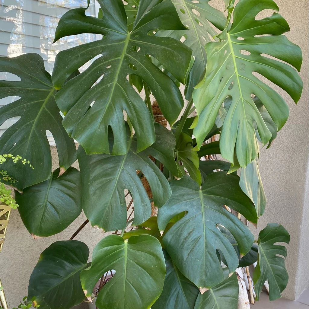 人气极高的7种室内观叶植物