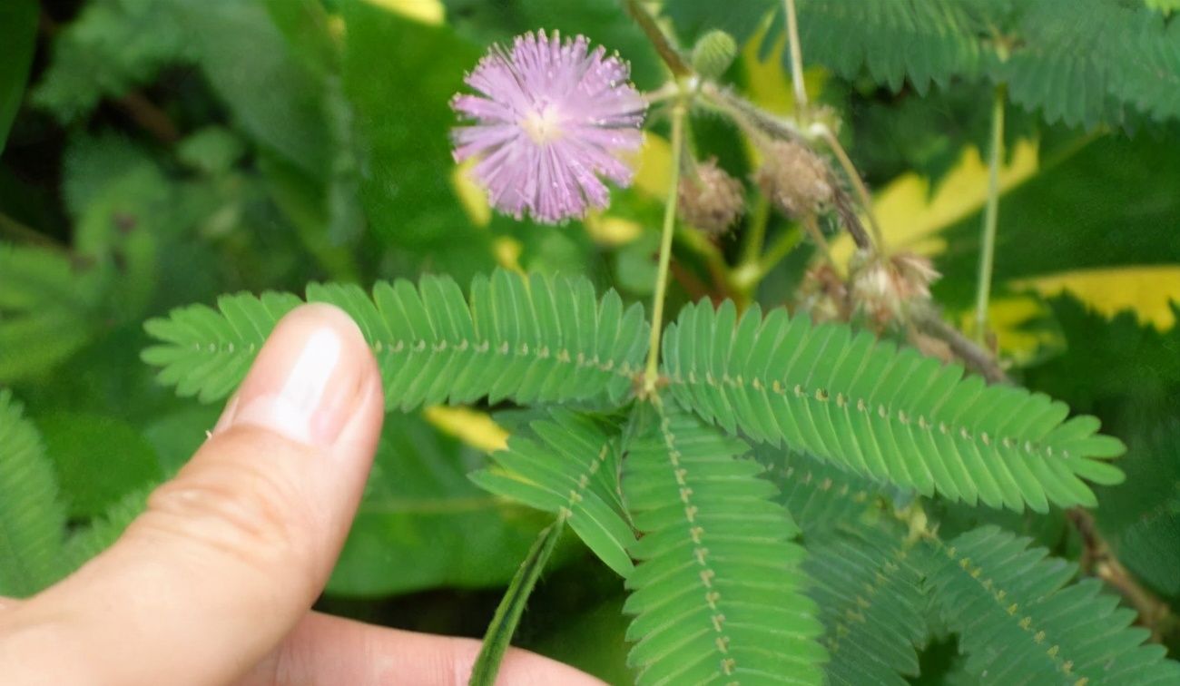 你养的花,可能是"毒花",盘点8种常见毒花|含羞草|养护|花卉_新浪新闻
