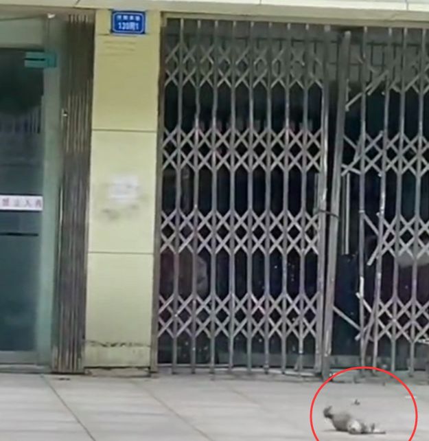 江西一猫咪接连被两户人家扔下楼,脊椎被摔裂,满地挣扎让人心疼休闲区蓝鸢梦想 - Www.slyday.coM