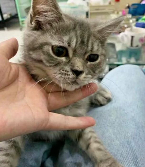 江西一猫咪接连被两户人家扔下楼,脊椎被摔裂,满地挣扎让人心疼休闲区蓝鸢梦想 - Www.slyday.coM