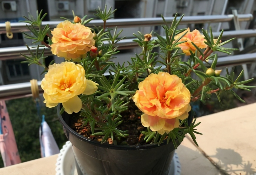 夏季养花首选:太阳花,盆栽扦插天热长得好,更易出状态