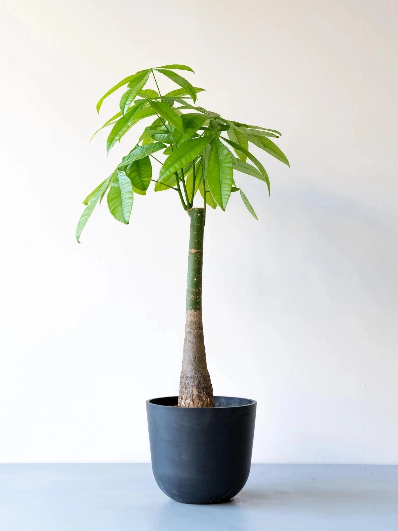 人气极高的7种室内观叶植物
