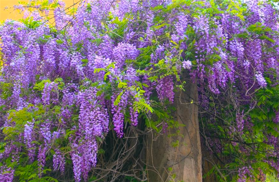 院子阳台有空地,就养这种开花机器,2年长10米,1株开花上千朵|紫藤
