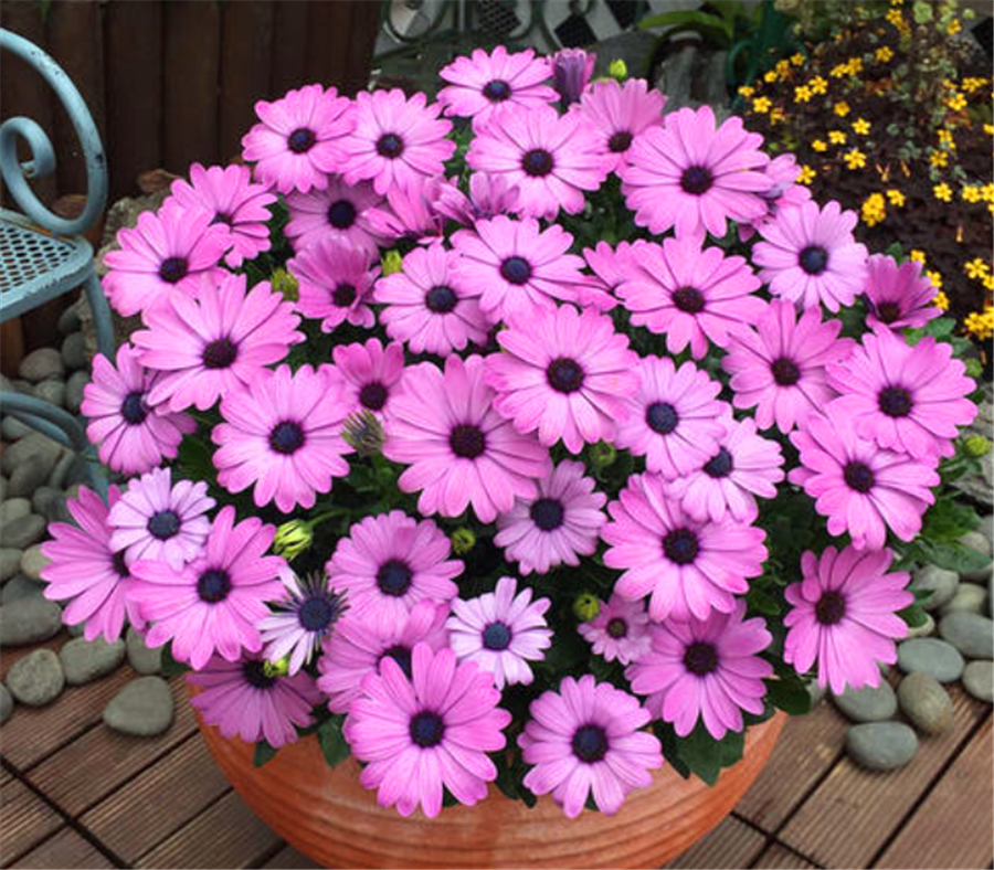 开花机器玛格丽特花做好4个多花开百朵开成大花球