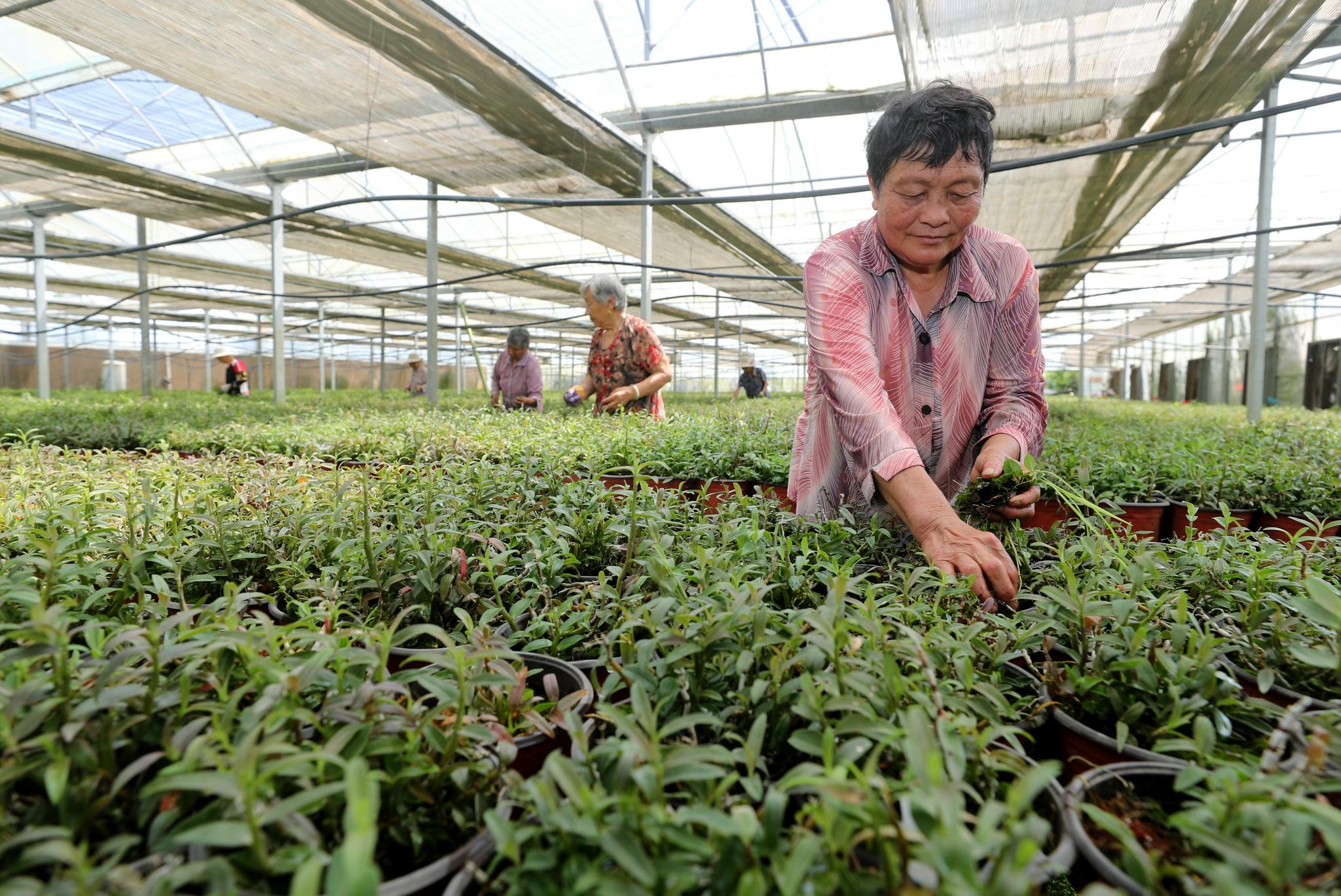 摄)7月14日,全椒县六镇镇东王村村民为林下种植的铁皮石斛添加基质和