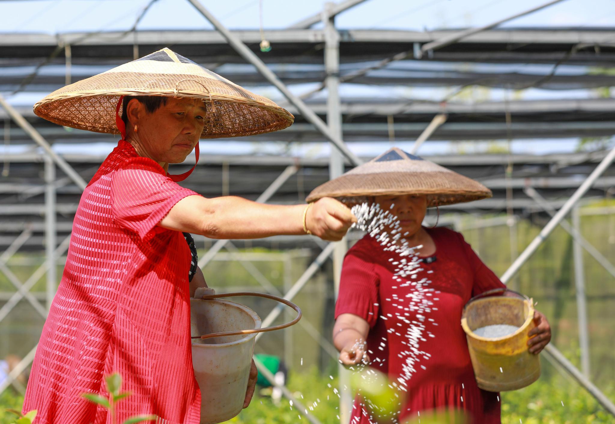 7月14日,茅坡村村民在油茶育苗基地施肥.新华社发(李昆摄)
