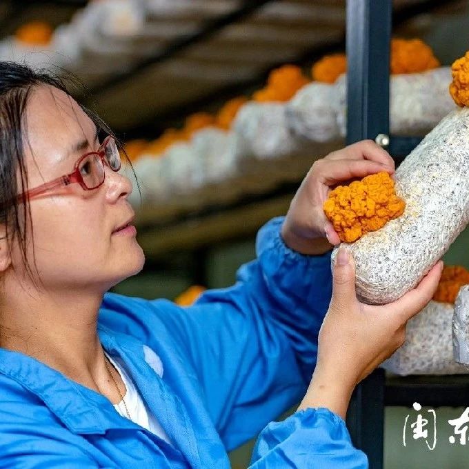 没听说过吧,古田不仅有银耳,还有金耳