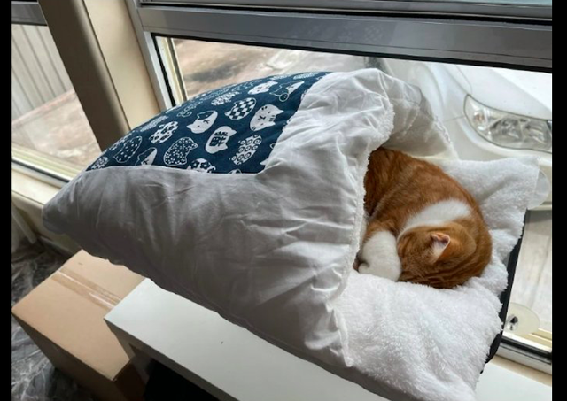 猫咪舒服地躺在猫窝里,看得我都想钻进去睡了,猫:孝敬得不错!