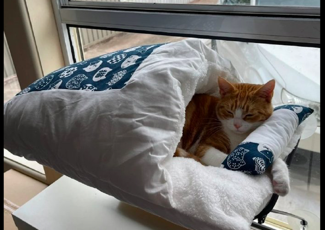 猫咪舒服地躺在猫窝里,看得我都想钻进去睡了,猫:孝敬得不错!