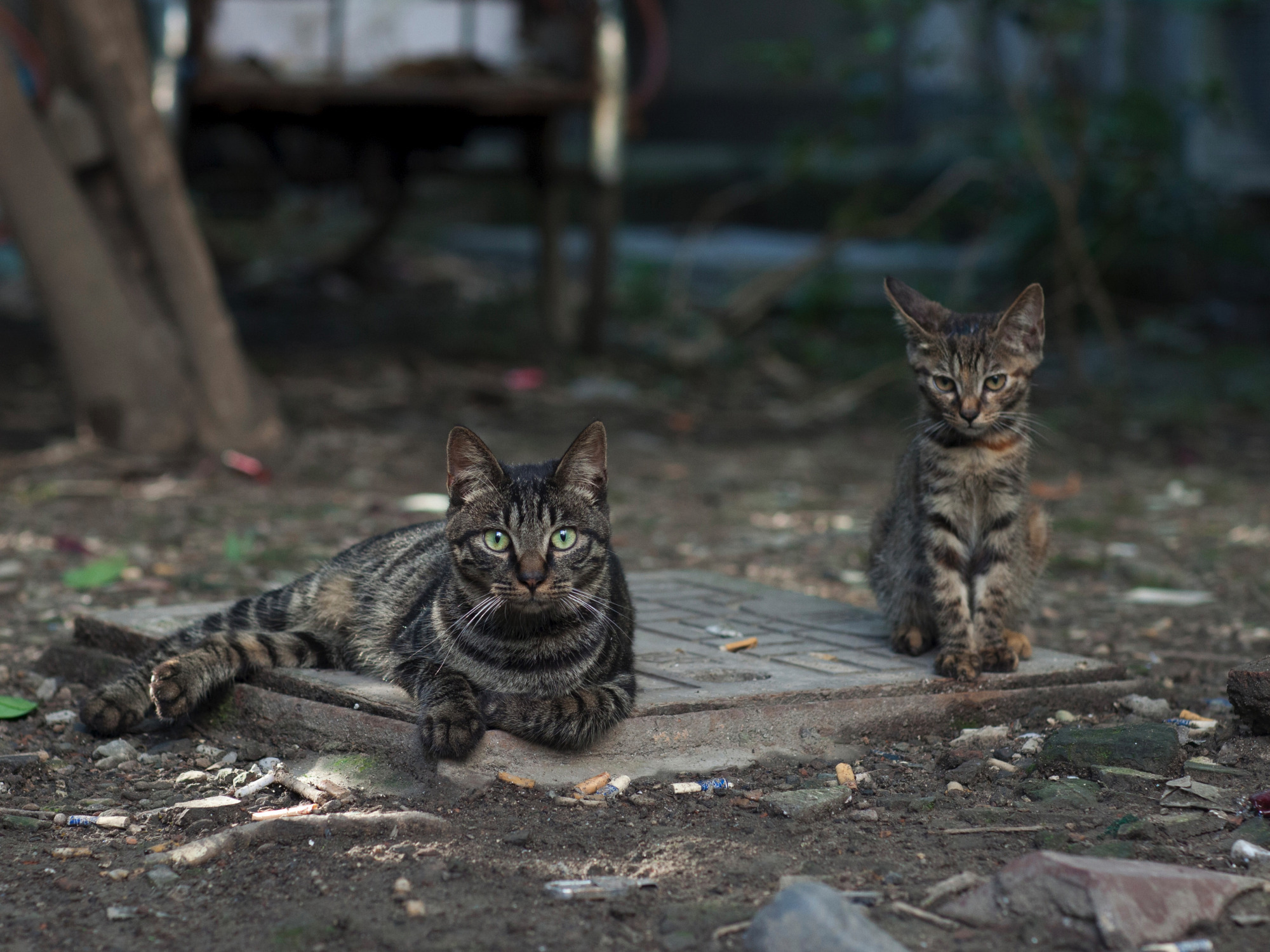 澳洲野猫泛滥成灾一年捕杀377亿只鸟天上飞的竟被吃成濒危