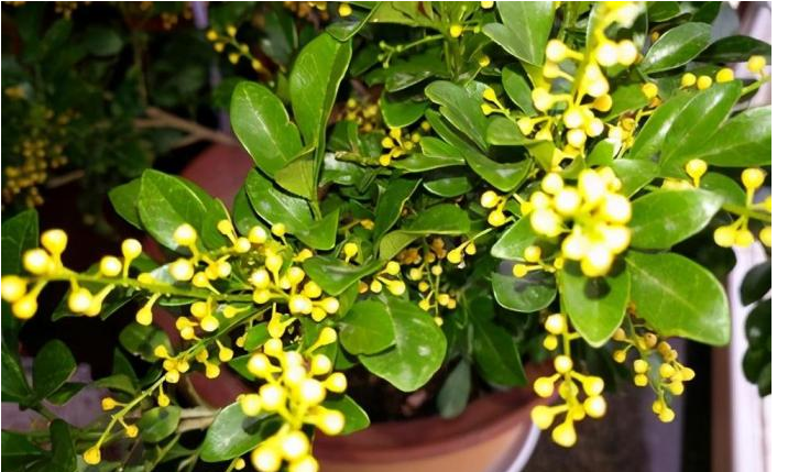 它大量的黄叶和落叶,这个现象肯定好多养殖过小米兰的花友都经历过