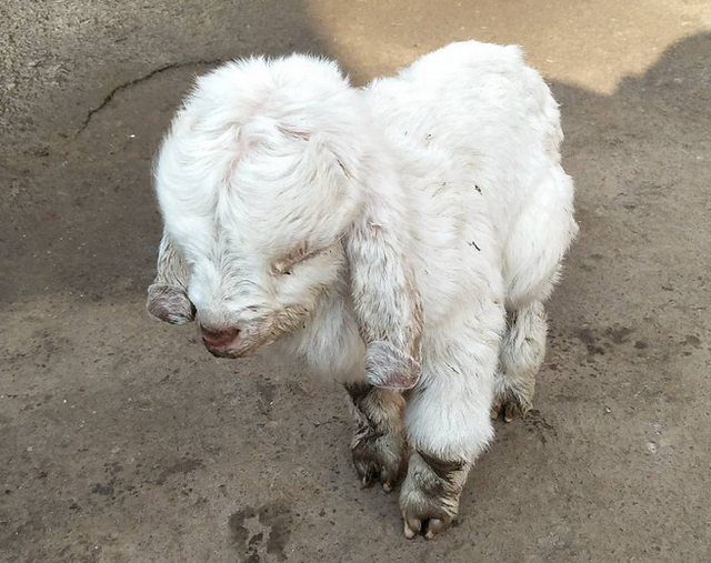 刚下的小羊羔拉稀怎么办刚出生的小羊羔拉肚子怎么办