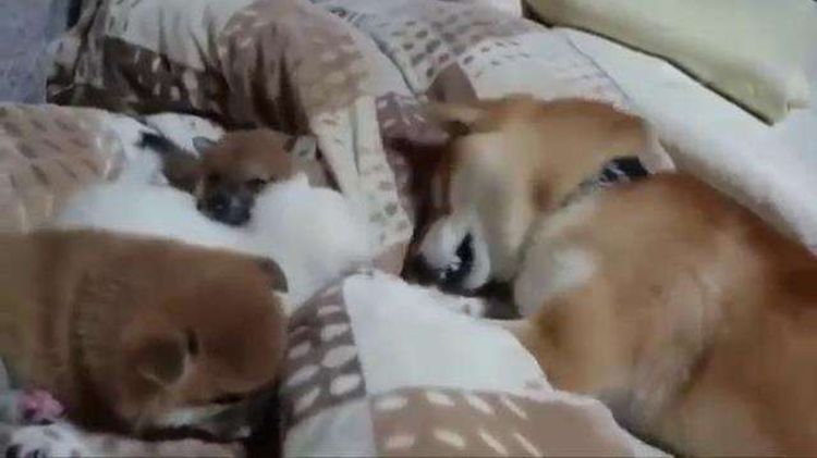 狗爸爸吵到宝宝睡觉，竟被母狗如此惩罚，主人看了哈哈大笑休闲区蓝鸢梦想 - Www.slyday.coM