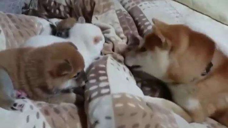 狗爸爸吵到宝宝睡觉，竟被母狗如此惩罚，主人看了哈哈大笑休闲区蓝鸢梦想 - Www.slyday.coM