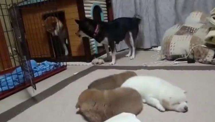 狗爸爸吵到宝宝睡觉，竟被母狗如此惩罚，主人看了哈哈大笑休闲区蓝鸢梦想 - Www.slyday.coM