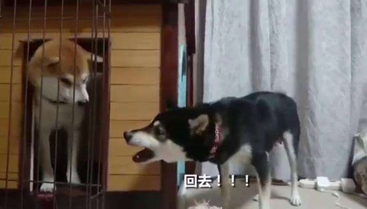 狗爸爸吵到宝宝睡觉，竟被母狗如此惩罚，主人看了哈哈大笑休闲区蓝鸢梦想 - Www.slyday.coM