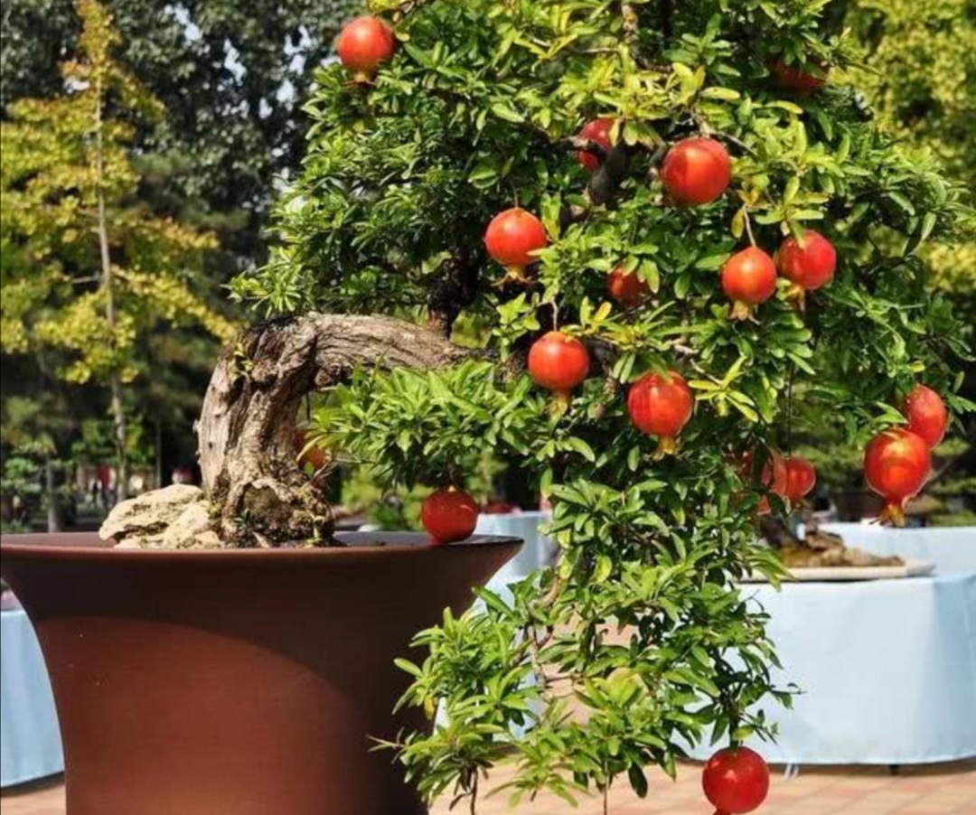 石榴盆景,夏天有"3喜1怕",做好这几点,果实又大又饱满