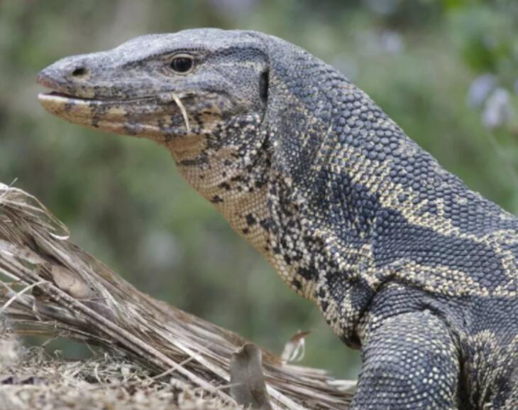 大蜥蜴大蜥蜴消失10多年极危五爪金龙重现云南龙陵什么样