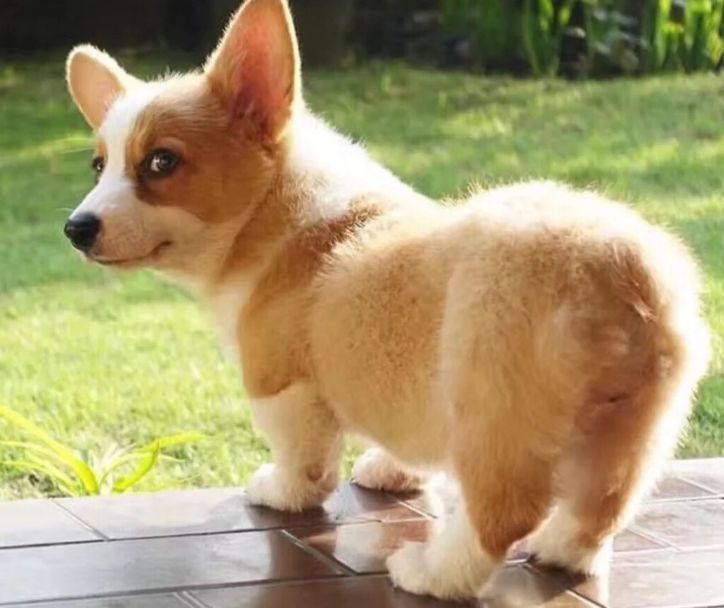 为何柯基要断尾柯基断尾的原因是什么