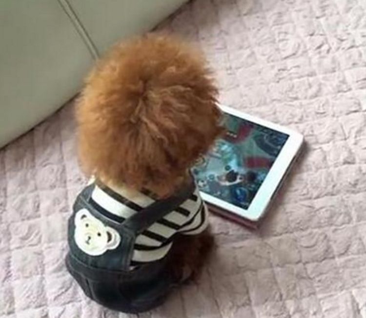 有模有样一丝不苟,众人直呼长见识了|狗狗|主人|游戏_新浪新闻