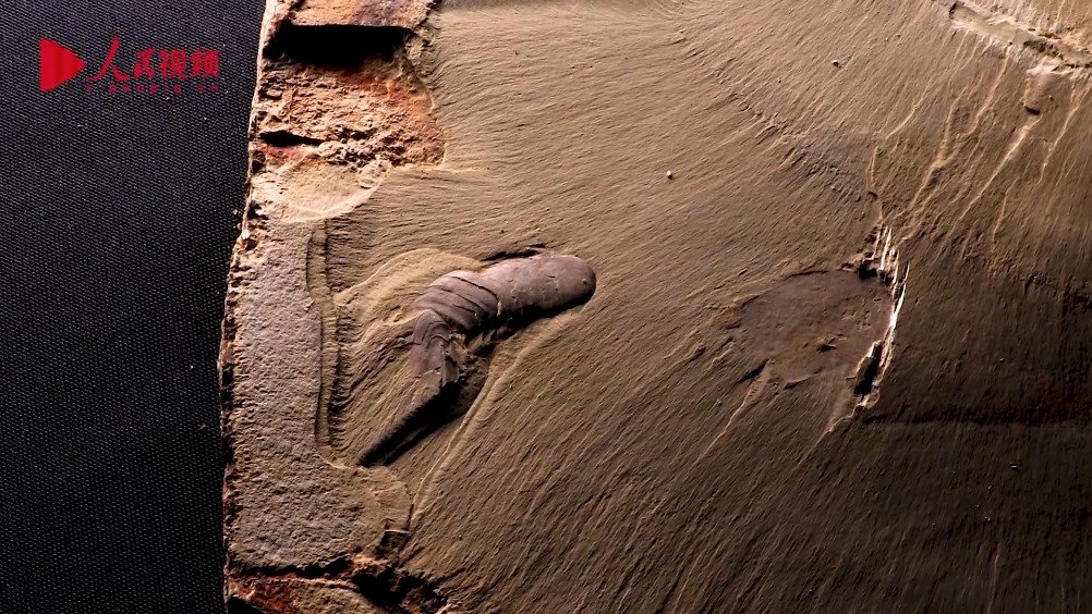 对话帽天山古生物锯齿刺节虫