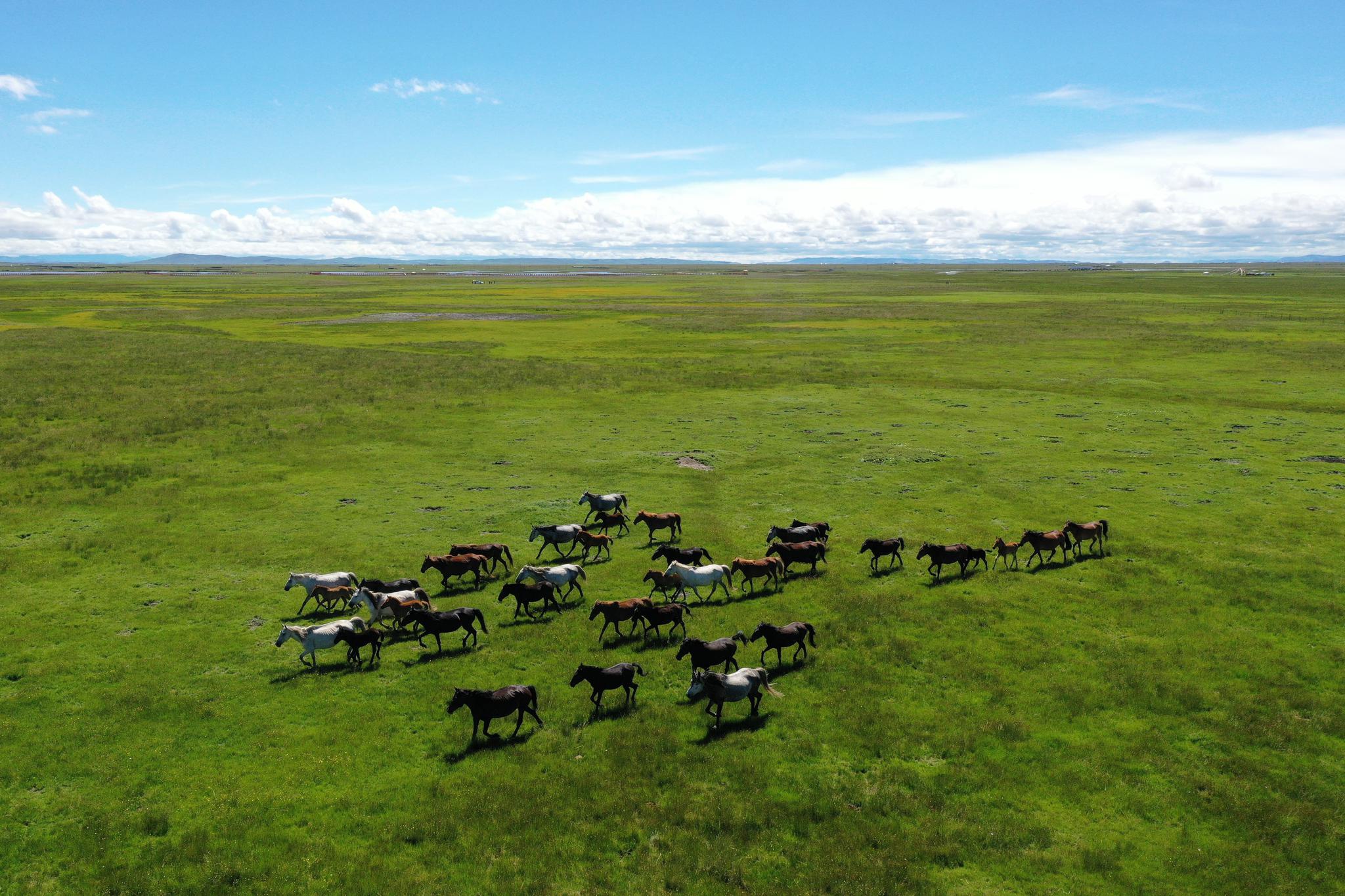 盛夏草原 骏马驰骋