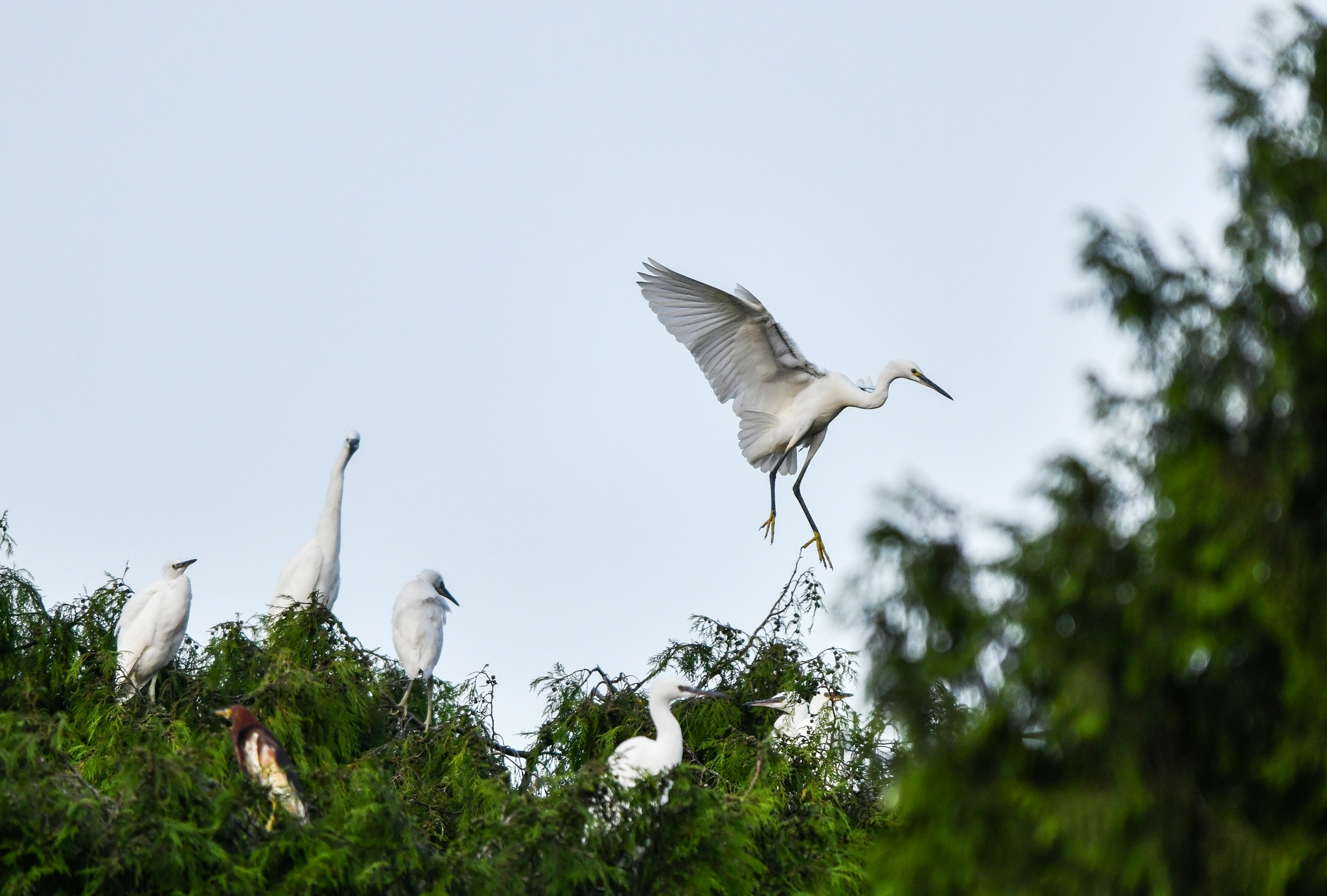 7月15日在贵州省龙里县湾滩河镇园区村毛栗寨拍摄的鹭鸟(无人机宅片