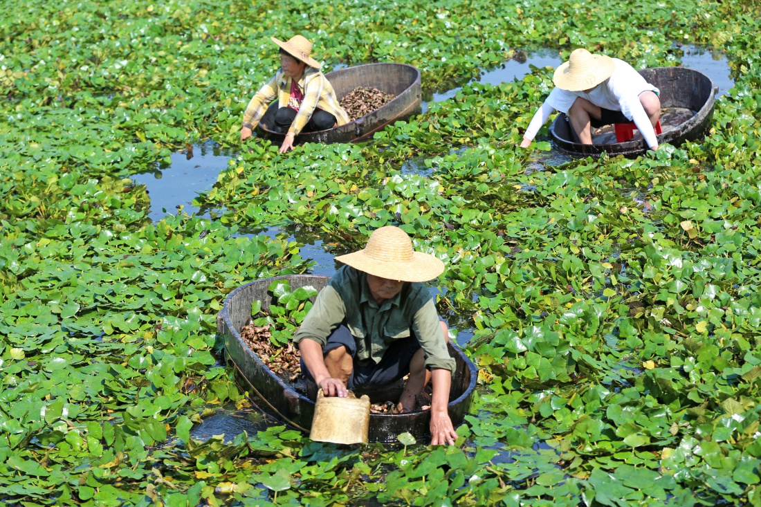 长兴:菱角丰收|长兴|夹浦镇|陶家湾_新浪新闻