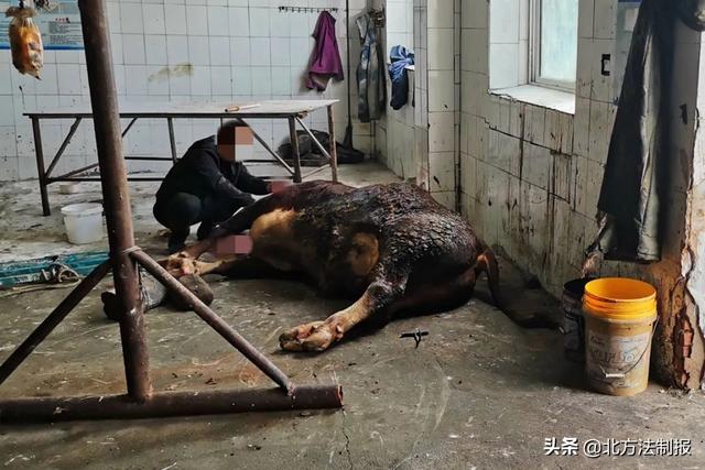 发疯黄牛险些伤人 长白警方果断击毙|黄牛|疯牛|群众_新浪新闻