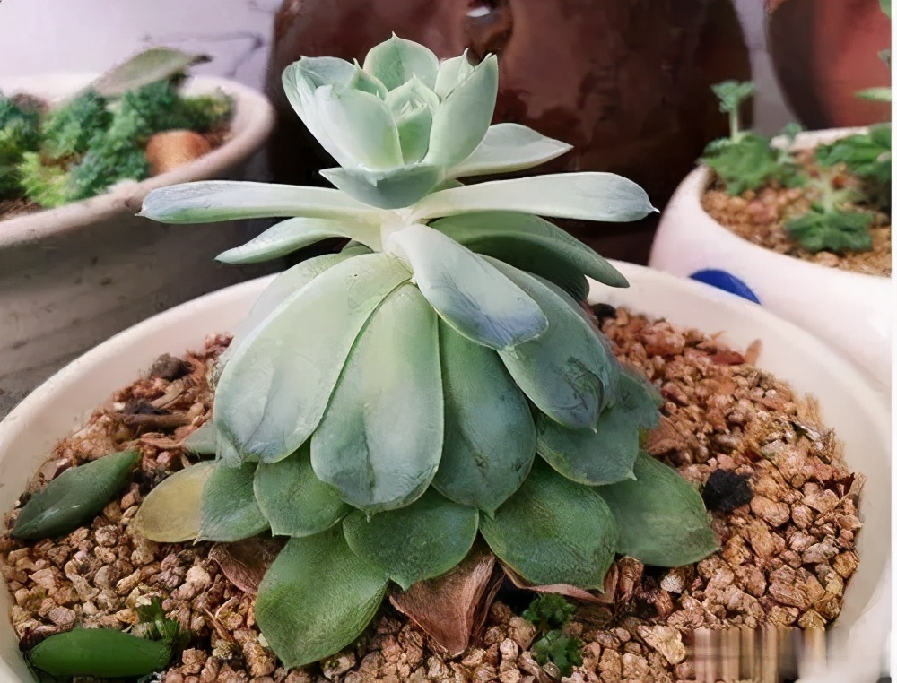 多肉徒长丑的没法看做好2件事新手也能养出肉墩子