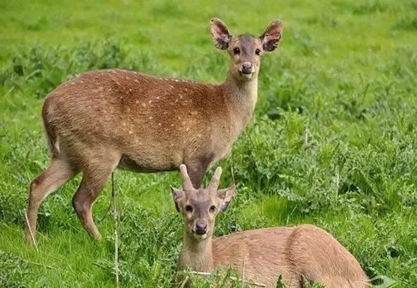 还真能,拜的人还不少|咸鱼|獐子|套子_新浪新闻