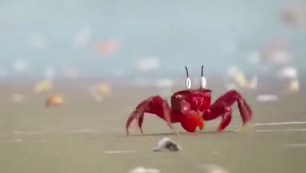 《海绵宝宝》的原型,蟹老板不是熟螃蟹,“肌肉猛鱼”也存在休闲区蓝鸢梦想 - Www.slyday.coM 《海绵宝宝》的原型,蟹老板不是熟螃蟹,“肌肉猛鱼”也存在休闲区蓝鸢梦想 - Www.slyday.coM