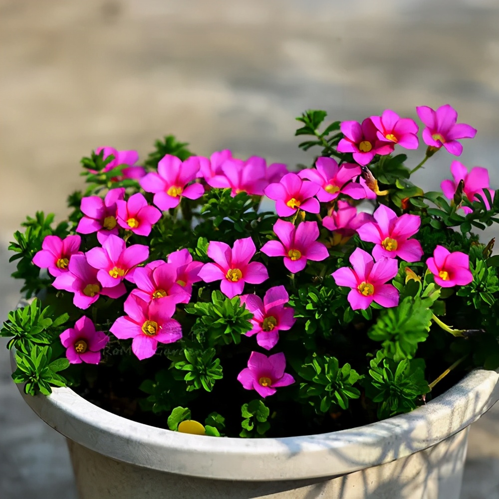 不起眼的5种小草种花盆里养成漂亮盆景能省