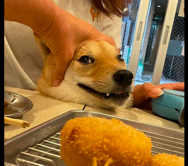 狗狗想偷吃桌上的食物,却被主人按住了头,它很委屈:我就看看!