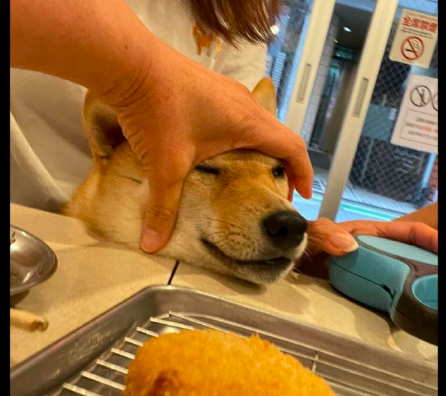 狗狗想偷吃桌上的食物,却被主人按住了头,它很委屈:我就看看!