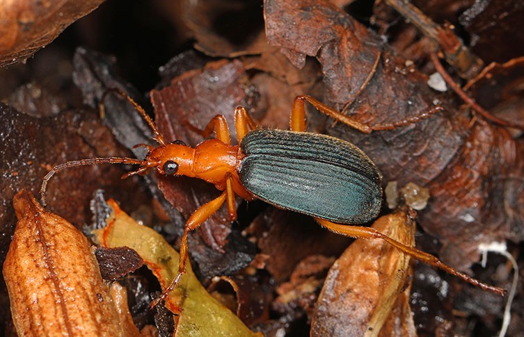 说完哺乳动物界的放屁大王,就不得不说说昆虫界放屁的佼佼者们了.