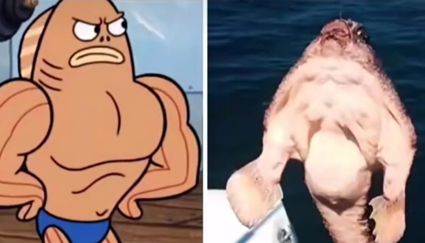 《海绵宝宝》的原型,蟹老板不是熟螃蟹,“肌肉猛鱼”也存在休闲区蓝鸢梦想 - Www.slyday.coM 《海绵宝宝》的原型,蟹老板不是熟螃蟹,“肌肉猛鱼”也存在休闲区蓝鸢梦想 - Www.slyday.coM