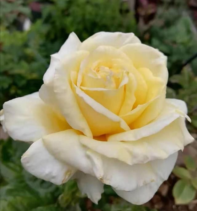 期盼黄和平能够变得更美|月季|黄和平|花型_新浪新闻