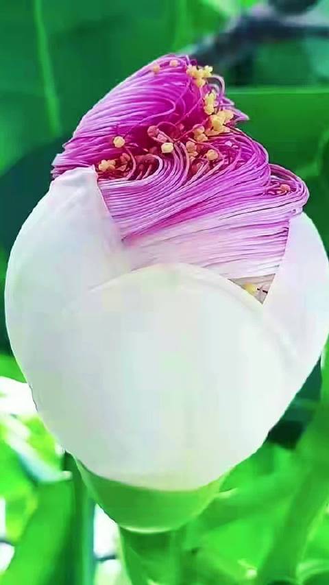 400年开一次,宝塔花.见者吉祥