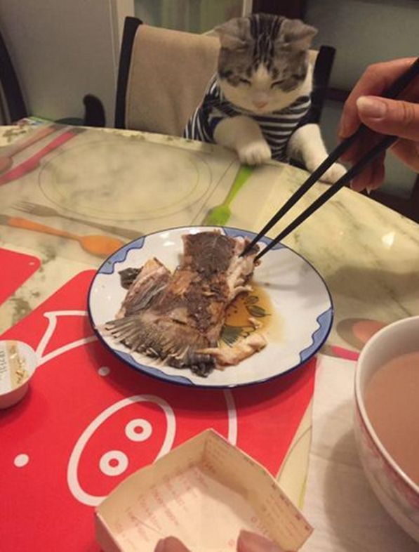 喵星人看到主人吃鱼,馋得凑过去瞪大眼睛,举动让人忍不住笑喷了