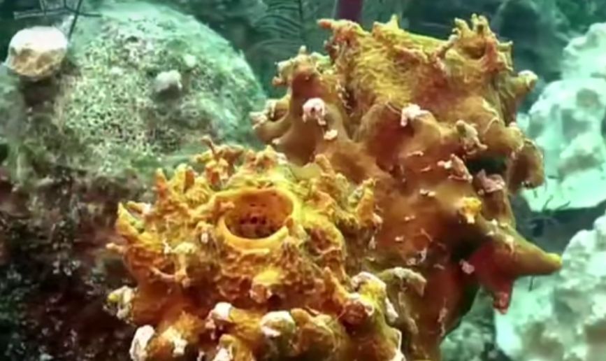 《海绵宝宝》的原型,蟹老板不是熟螃蟹,“肌肉猛鱼”也存在休闲区蓝鸢梦想 - Www.slyday.coM 《海绵宝宝》的原型,蟹老板不是熟螃蟹,“肌肉猛鱼”也存在休闲区蓝鸢梦想 - Www.slyday.coM