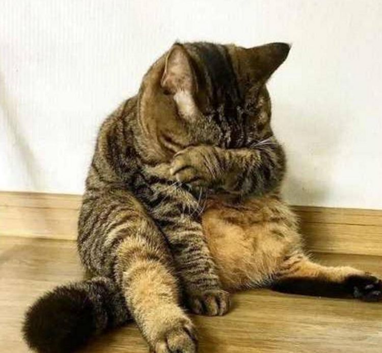 看到家里养的狸花猫闷闷不乐地坐在墙角,一脸委屈的样子,我们的铲屎官