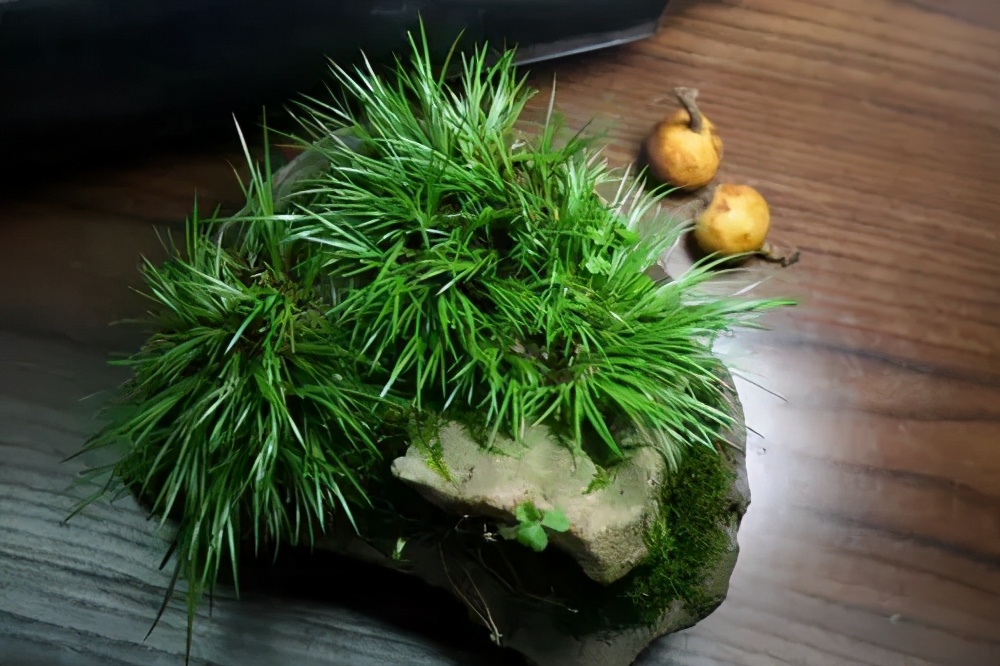 不起眼的5种小草种花盆里养成漂亮盆景能省