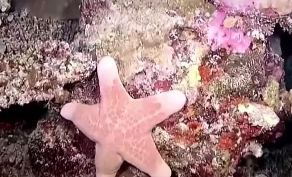 《海绵宝宝》的原型,蟹老板不是熟螃蟹,“肌肉猛鱼”也存在休闲区蓝鸢梦想 - Www.slyday.coM 《海绵宝宝》的原型,蟹老板不是熟螃蟹,“肌肉猛鱼”也存在休闲区蓝鸢梦想 - Www.slyday.coM