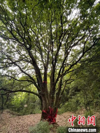探访雷公山国家级自然保护区：万亩林海绿茫茫 - Vimarsana News