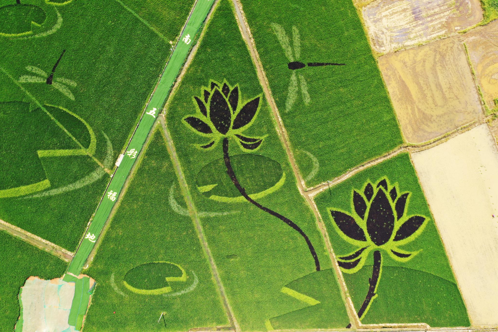 用四种彩色稻种植出巨幅采茶戏花旦形象的艺术图案